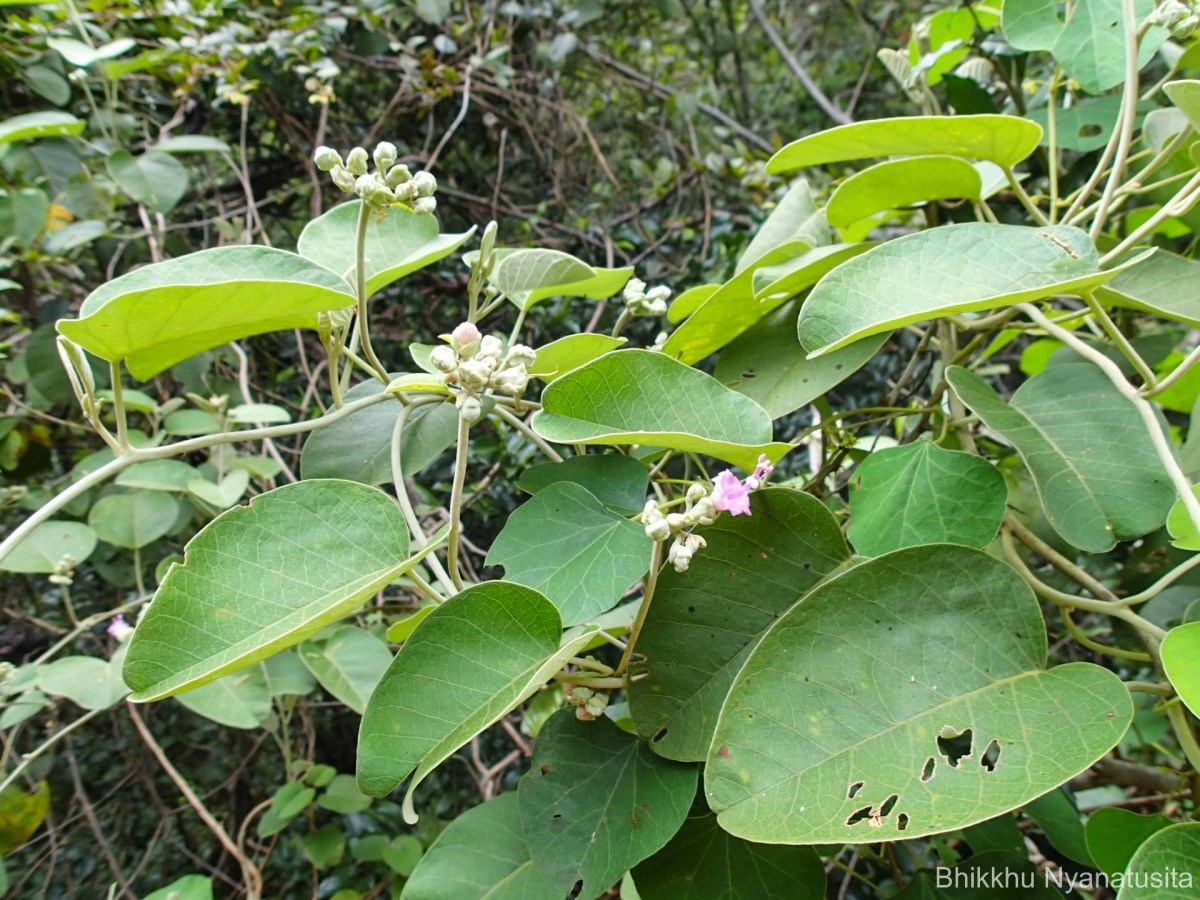 Argyreia osyrensis (Roth) Choisy
